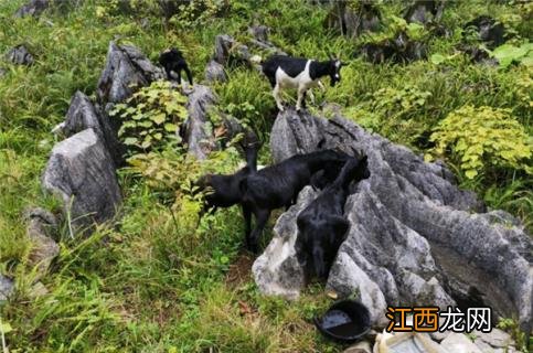 黑山羊产地在哪里 黑山羊的产地在哪里