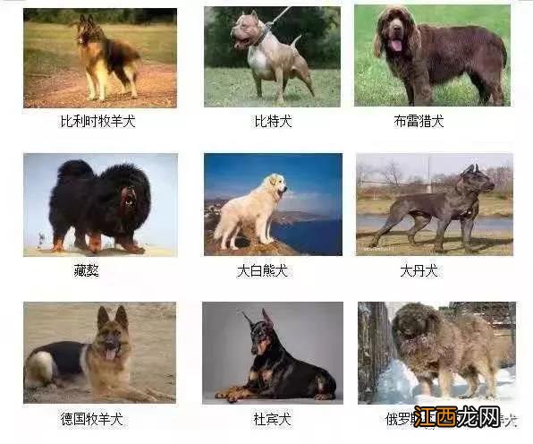 唐山市禁养犬种 唐山禁止饲养的烈性犬和大型犬类别