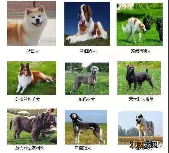 唐山市禁养犬种 唐山禁止饲养的烈性犬和大型犬类别