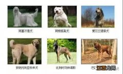 唐山市禁养犬种 唐山禁止饲养的烈性犬和大型犬类别