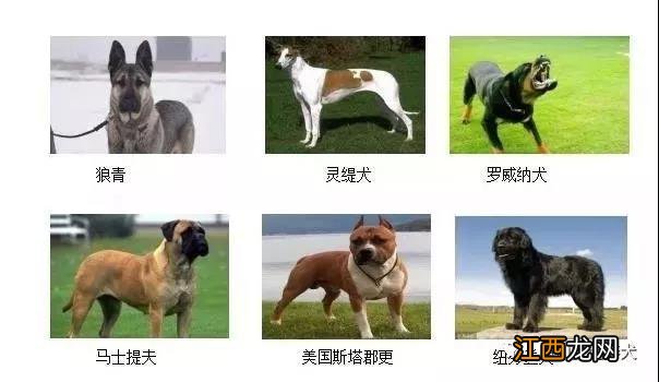 唐山市禁养犬种 唐山禁止饲养的烈性犬和大型犬类别