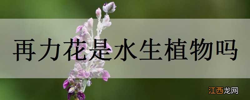 水生再力花怎么栽植 再力花是水生植物吗