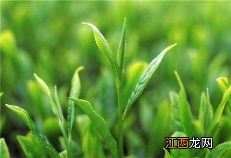 毛尖是绿茶还是红茶 信阳毛尖是绿茶还是红茶