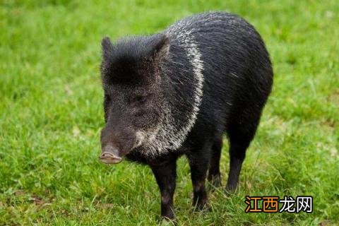 北方搞养殖业什么项目好 北方养殖好项目