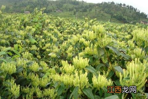 山区适合种植什么药材 山区适合种植什么药材呢