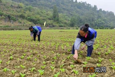 农村妇女做什么赚钱 农村妇女干点什么挣钱