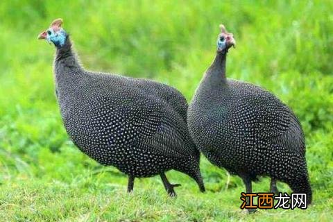 什么鸡贵又好卖 什么鸡最贵最好销售？