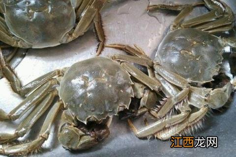 大闸蟹死了能不能吃了有多少危害? 大闸蟹死了还能吃了吗