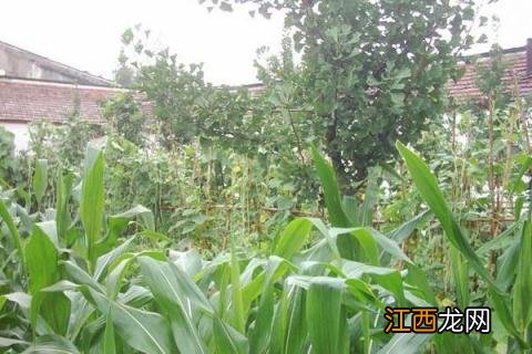 菜地除草不伤菜用什么方法 菜园除草不伤菜的方法