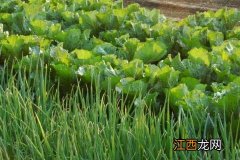 菜地除草不伤菜用什么方法 菜园除草不伤菜的方法