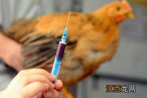h7n9是怎么感染的 h7n9是什么病毒,感染人吗