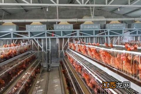 h7n9是怎么感染的 h7n9是什么病毒,感染人吗