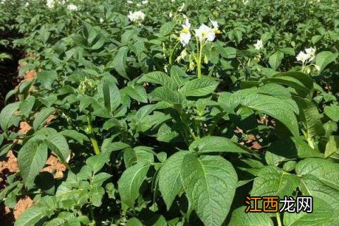 膨大素什么时间打最佳大蒜 膨大素什么时间打