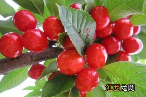 车厘子树苗适合哪里种，南方北方均可以种吗