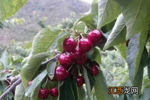 车厘子树苗适合哪里种，南方北方均可以种吗