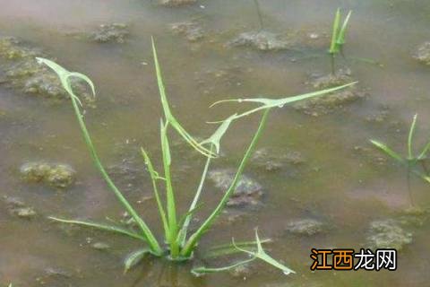 稻田野慈姑用什么除草剂好 小麦田除草用什么除草剂