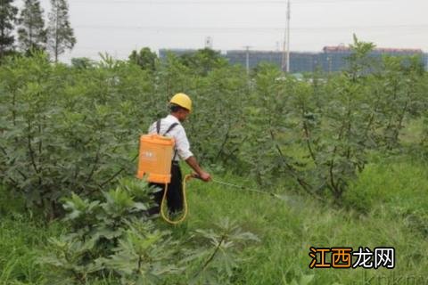 温度多少度可以打除草剂 多少温度能打除草剂