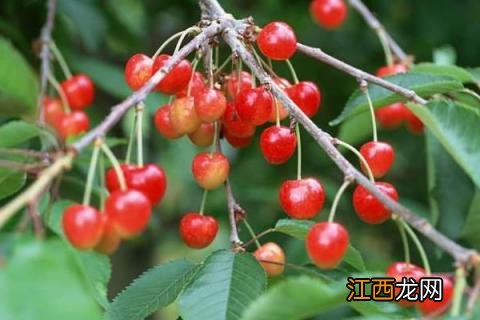 河北气候适合种植什么果树 适合河北种植的果树