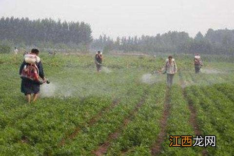 花生除草剂有哪些 花生除草剂