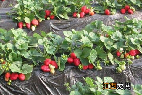 冬天草莓打药吗 草莓打药嘛