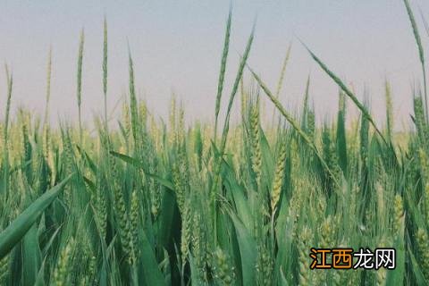 麦收是什么季节 麦收季节是什么季节