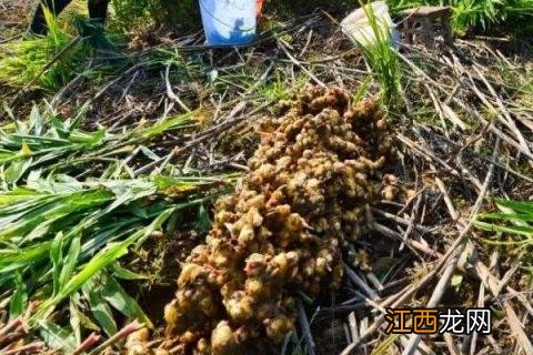 姜种用什么药消毒 姜种如何消毒