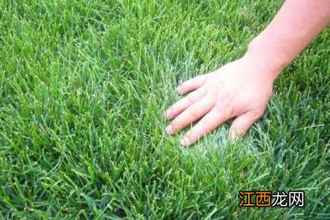 人工撒草籽方法,草坪播种养护繁殖都需了解