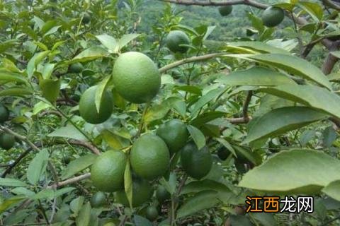 柠檬的种类有哪些 柠檬的种类