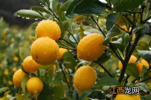 柠檬的种类有哪些 柠檬的种类