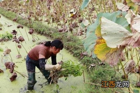 茨菇成熟季节 茨菇什么季节上市