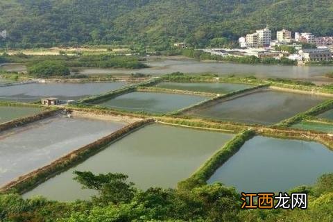 修建一个鱼塘得多少钱 在农村建鱼塘要多少钱