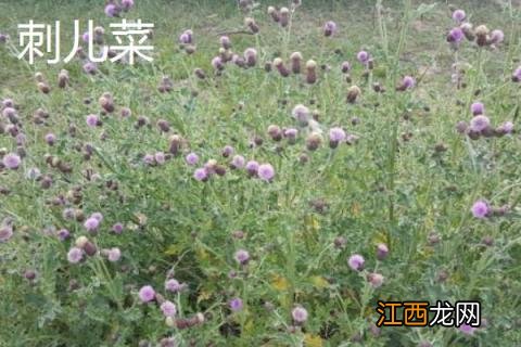 刺儿菜和蒲公英的区别是什么 刺儿菜与蒲公英的区别