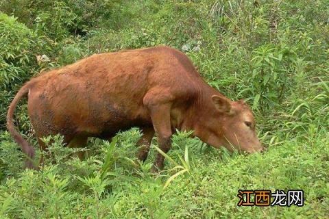 猪饲料能喂牛吗 猪饲料能喂牛吗?