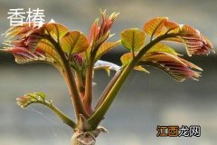 春天山上有哪些野菜能吃 哪些野菜能吃