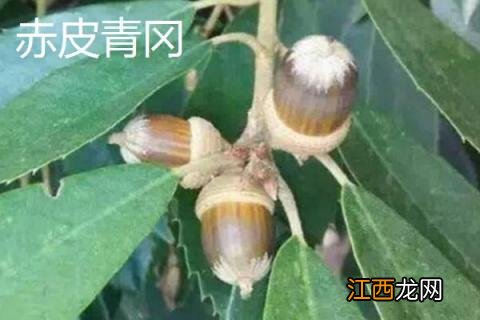 橡子是什么树的果实 橡子是什么