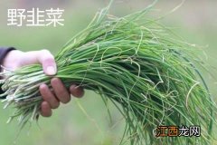 野韭菜有几种颜色 野韭菜有几种