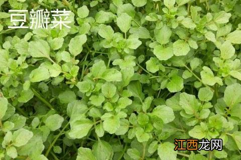 豆瓣菜是什么菜 豆瓣菜是什么菜图片 别名