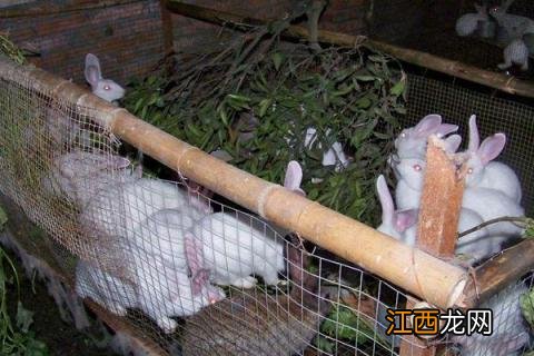 自制兔全价饲料配方,各年龄阶段饲料搭配需不同