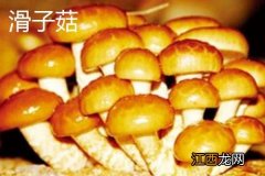 滑子菇、松茸、茶树菇之间的区别是什么滑子菇价格多少钱一斤