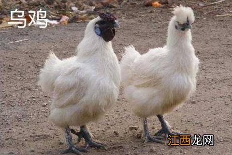 黑凤鸡、乌鸡、五黑鸡的区别分别是什么 吃黑凤鸡的好处