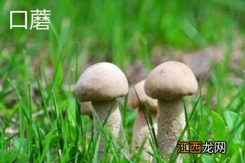 双孢菇和口蘑的区别是什么 双孢菇和口蘑有啥区别