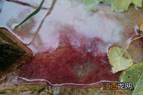 红虫怎么养殖 红虫怎么养殖加盟