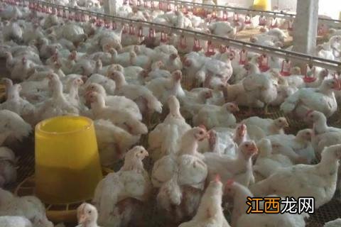 817肉鸡养殖小窍门 817肉鸡饲养管理技术