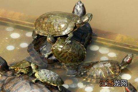 乌龟的养殖方法和注意事项视频 乌龟的养殖方法和注意事项