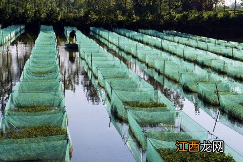 农村养殖黄鳝怎么养水稻田养殖黄鳝泥鳅计术 农村养殖黄鳝怎么养