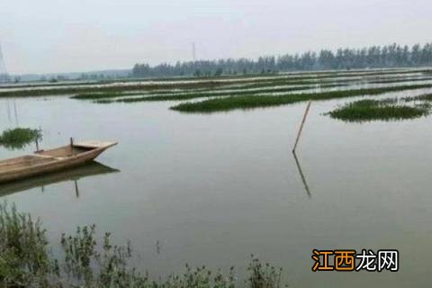 淡水虾的养殖技术 淡水养虾实用技术