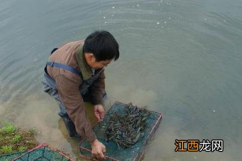 淡水虾的养殖技术 淡水养虾实用技术