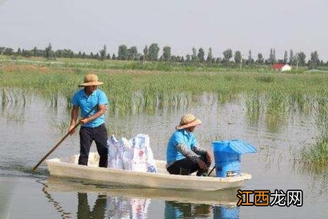 小龙虾缺氧怎么办 小龙虾缺氧的急救办法