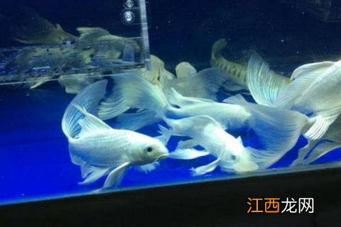 台湾蝴蝶鲤鱼养殖方法 台湾蝴蝶鲤是怎么繁殖的