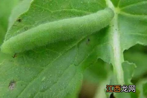 高效氯氟氰菊酯 使用方法 高效氯氰菊酯使用方法